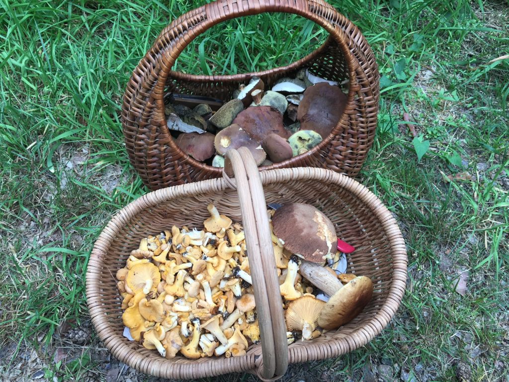 Pilze sammeln im Taurus Zentrum