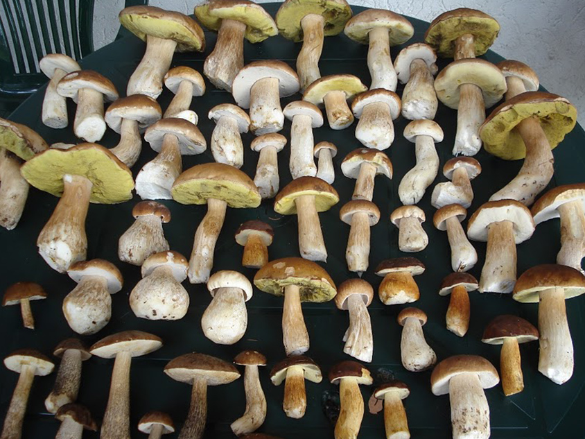 Collected mushrooms in the vicinity of the Taurus Center